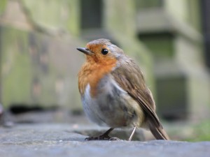 A bird thinks about link sausages.