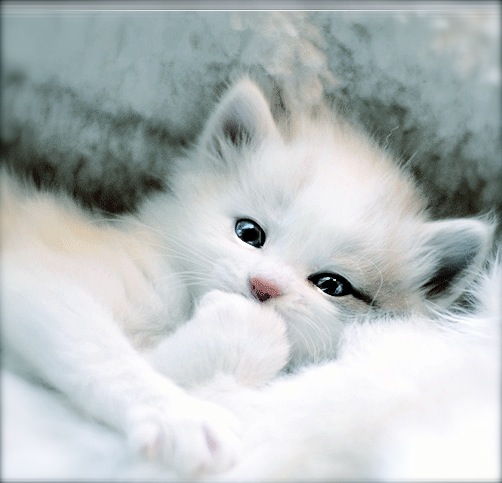 cute baby white kittens