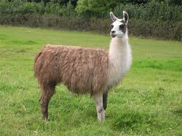 Llama needed, preferably not played by a llama.