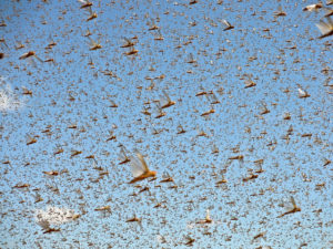 Locusts come from the Bible to Brazil, baby!