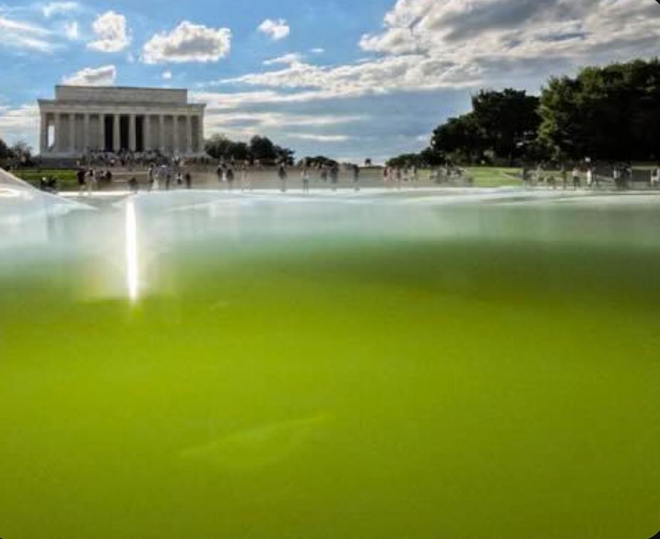 “Insane Dumocrats ruined my beautiful pool,” Trump claims. “And they started the Iran war.”